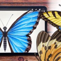 Procreate – Illustrate Butterflies And 3 Ways To Animate Course Free Download